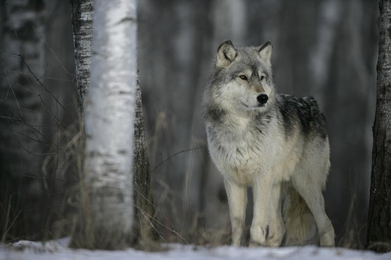 huge British Columbia wolf