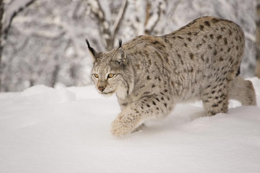 Best Lynx and Bobcat Hunts in British Columbia