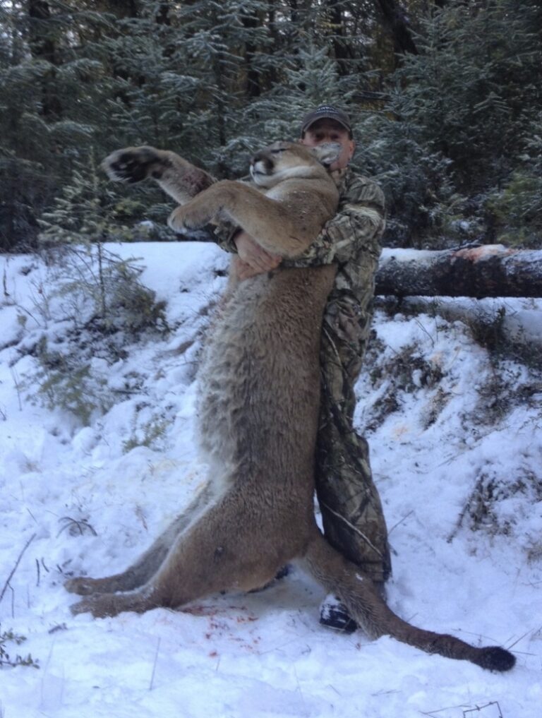 British-Columbia-Mountain-Lion-Outfitter