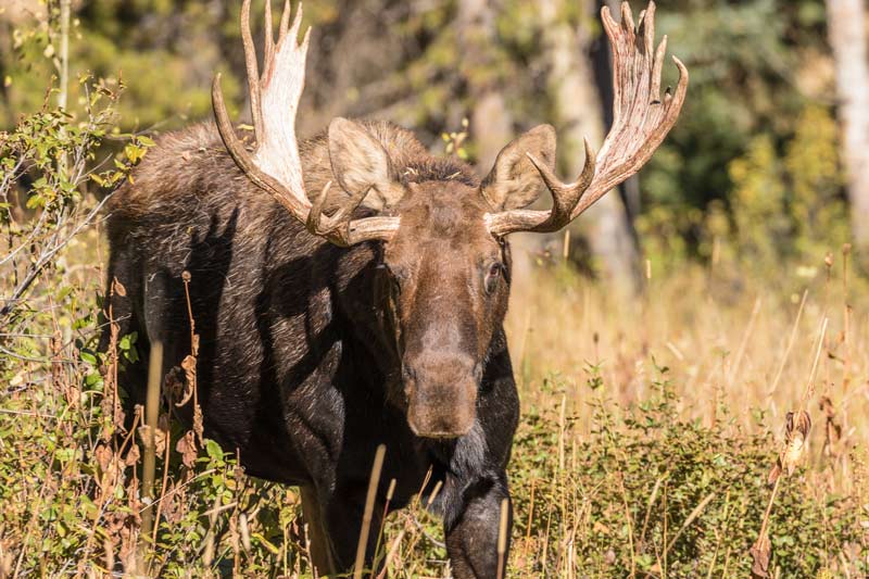 Best Shiras Moose Hunts in British Columbia