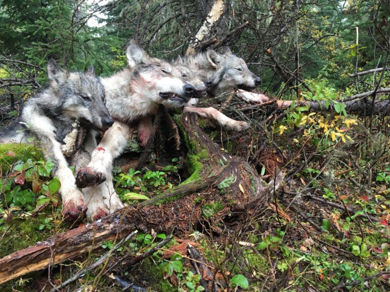 British-Columbia-Wolf-Hunting-copy