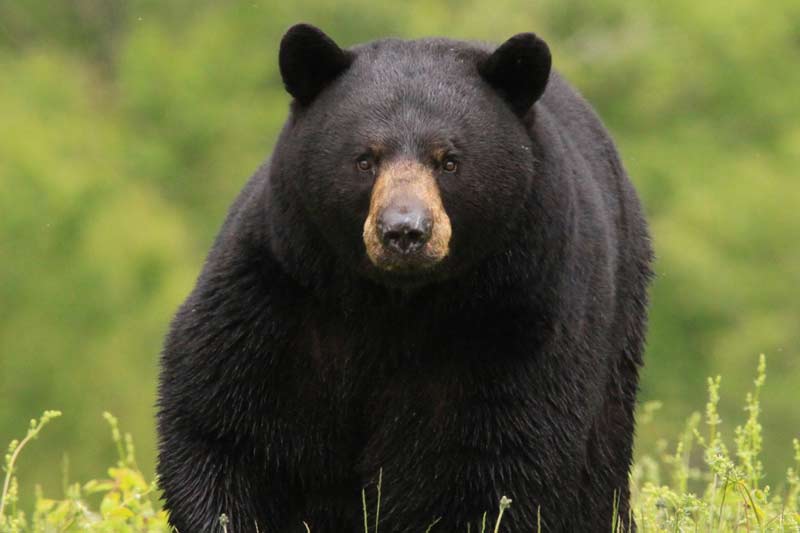 Best British Columbia Black Bear Hunts