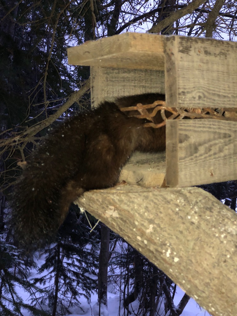 Trapping-in-British-Columbia-Canada