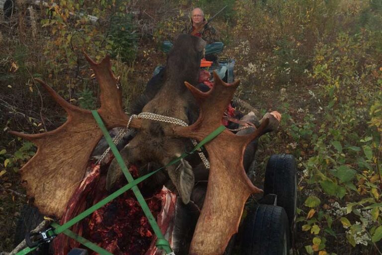 hauling-out-big-moose