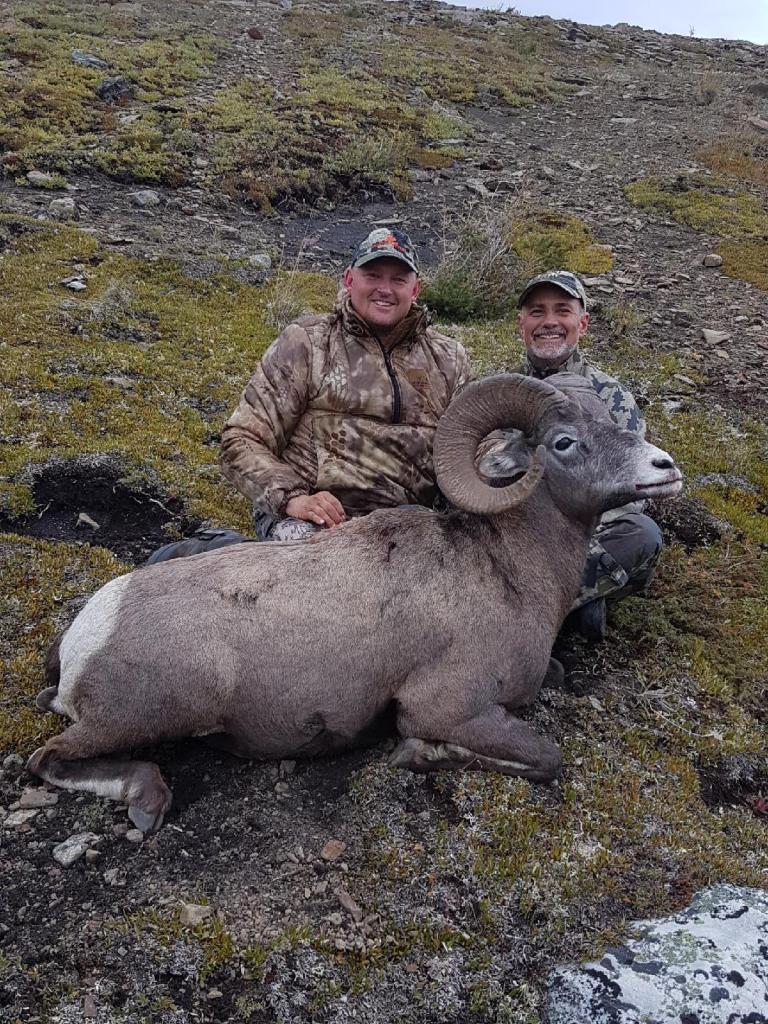 trophy-Alberta-bighorn-sheep