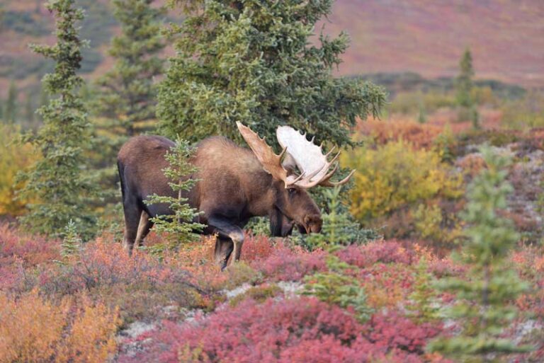 Differences between Canadian Moose and Shiras Moose! Total Outdoor