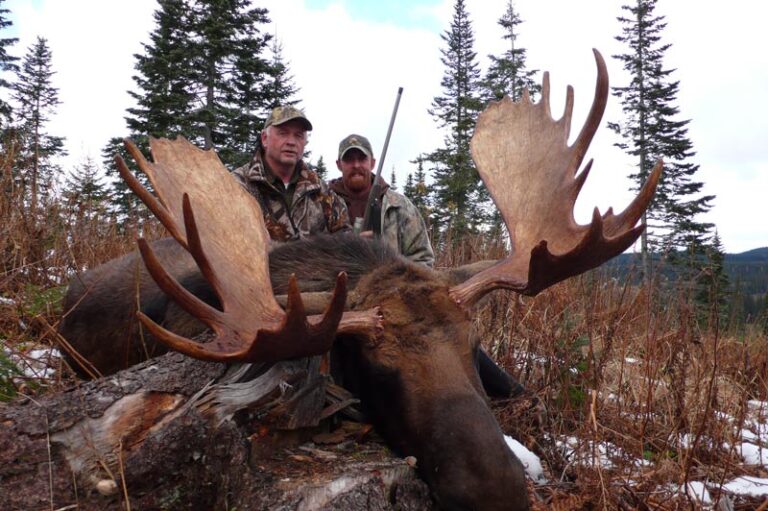 Differences between Canadian Moose and Shiras Moose! Total Outdoor