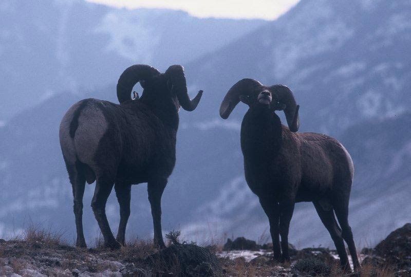 Two majestic Bighorn Rams about to fight on mountain top.