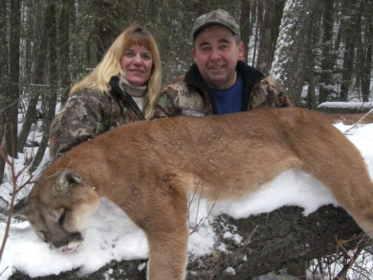 Mountain Lion Hunting in Mountains of British ColumbiaTotal Outdoor