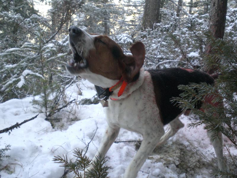 Mountain Lion Hunting in Mountains of British Columbia Total Outdoor Adventures