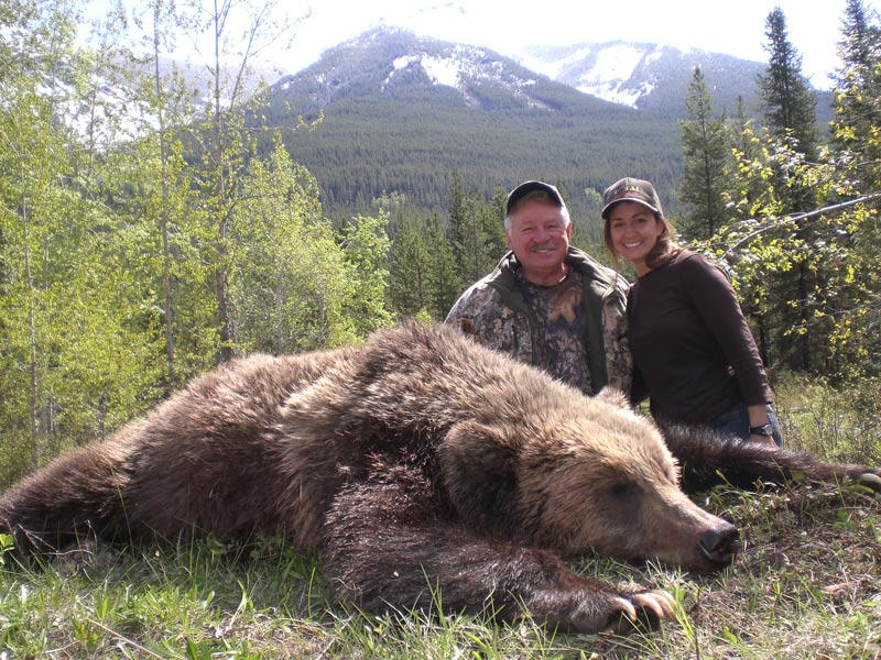 beautiful big grizzly bear harvested in BC