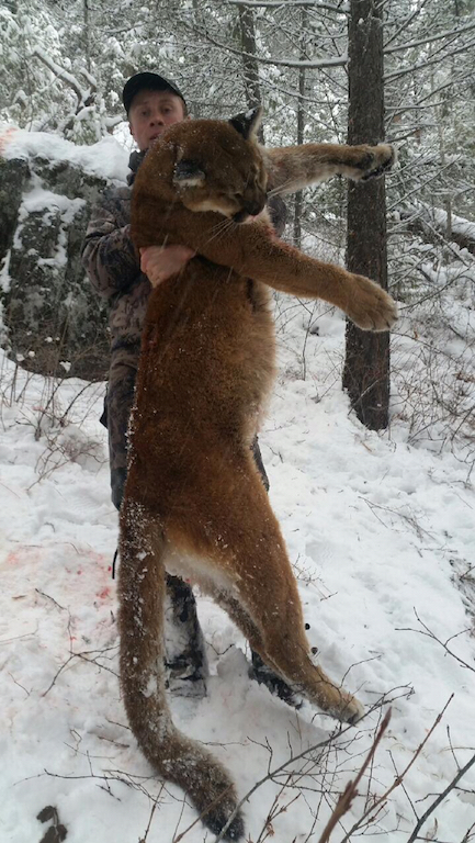 2018-Mountain-Lion-British-Columbia