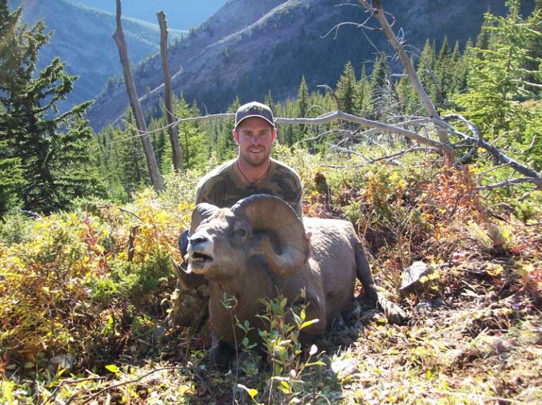 Alberta-Big-horn-sheep-client