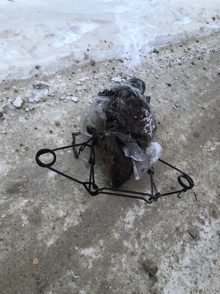 Beaver-trapping-British-Columbia