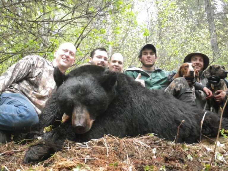 Big-British-Columbia-black-bear