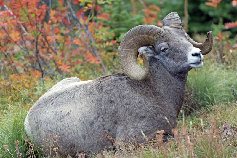 British-Columbia-Big-horn-Sheep-hunts