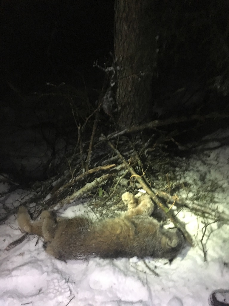 British-Columbia-Lynx-Trapping