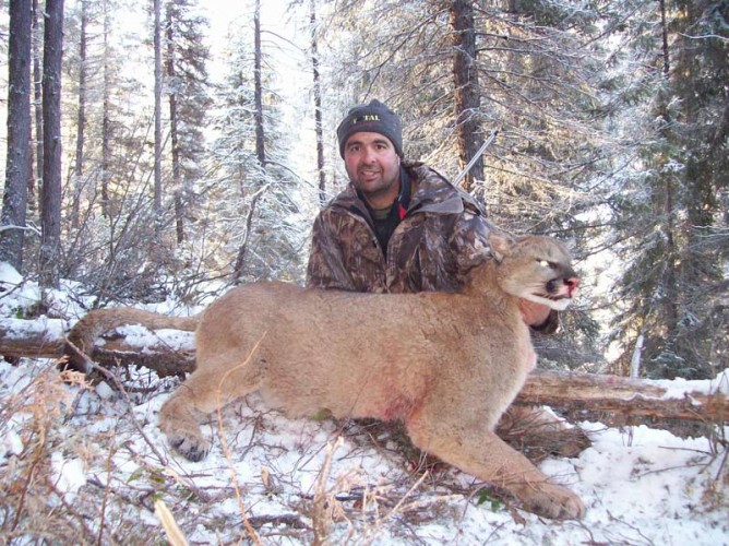 British-Columbia-Mountain-Lion-Hunt-e1457105704269