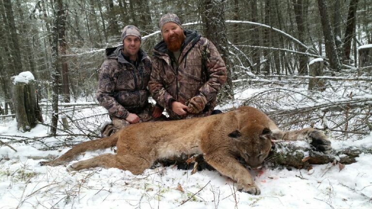 British-Columbia-Mountain-Lion-Hunting-2018