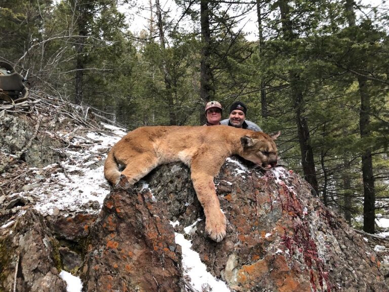 British-Columbia-Mountain-Lion-Hunting