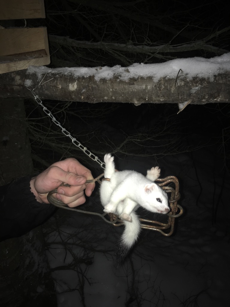 British-Columbia-Trapping