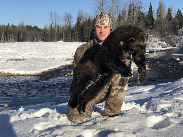 British-Columbia-Wolverine-Trapping