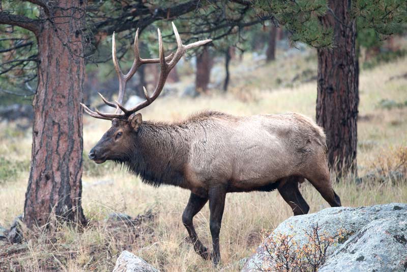 Best Elk Hunts in British Columbia