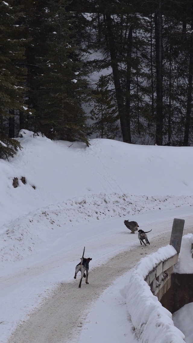 Luna-Trump-chasing-lynx