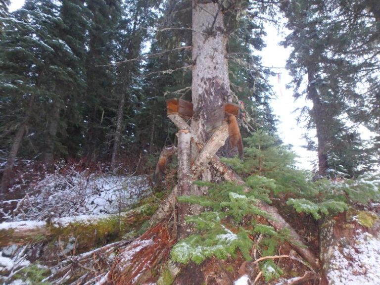 Marten-trapping-in-bc