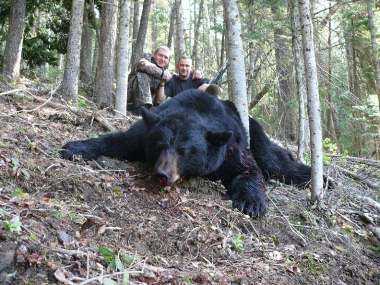 Monster-british-Columbia-Black-bear