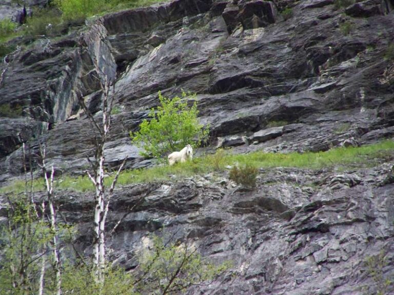 Mountain-goat-06