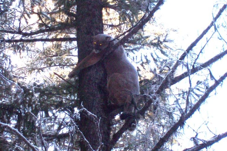 Mountain-lion-in-tree