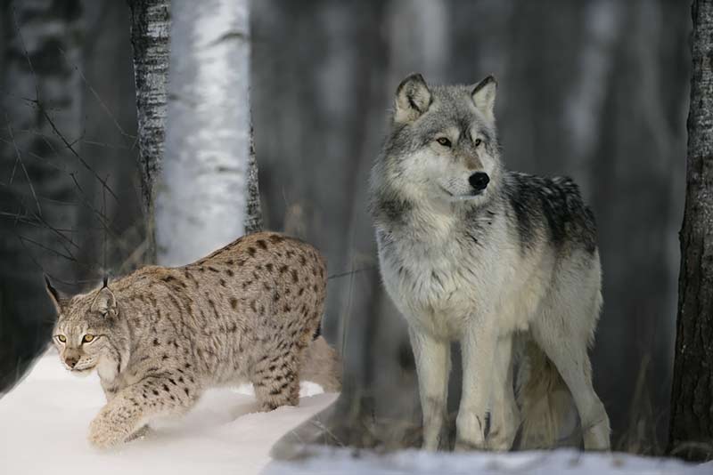 Best Wolf & Lynx Hunting in British Columbia