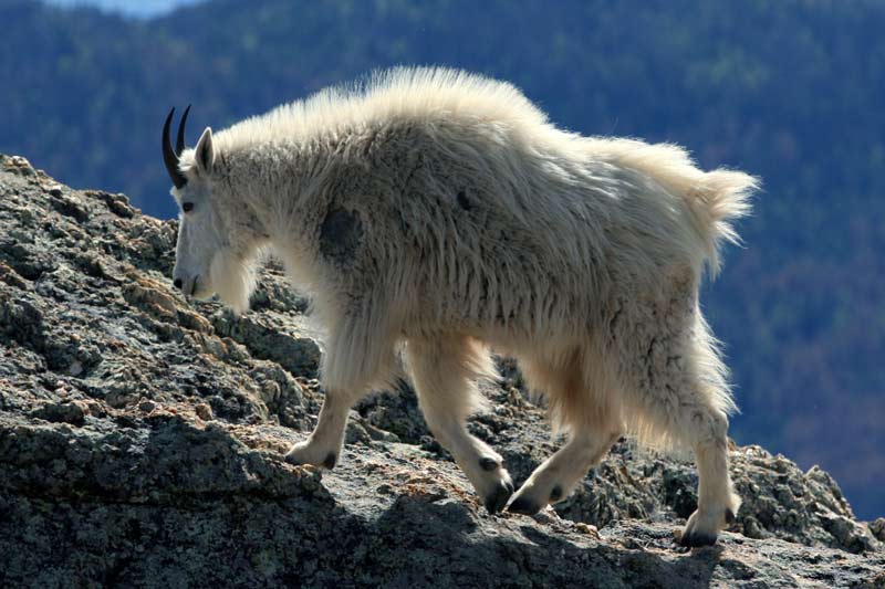 Best British Columbia Mountain Goat Hunts