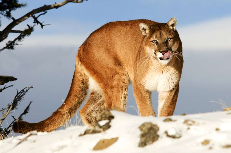 Best British Columbia & Alberta Mountain Lion Hunts