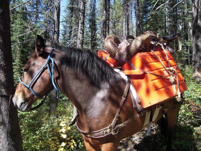 big-horn-sheep-hunting-on-horse