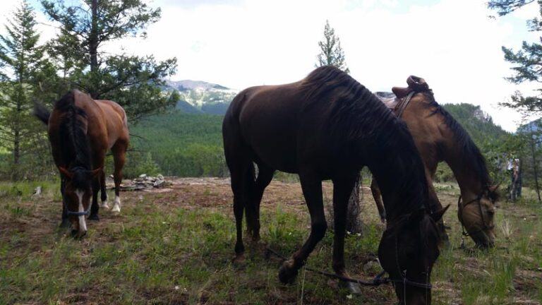 horses-taking-a-break