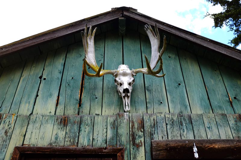 moose-at-hunting-camp