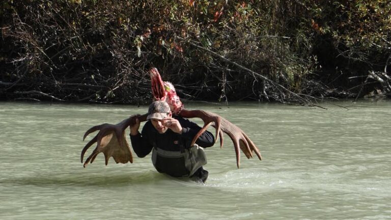 moose-guide-crossing-river-with-antlers