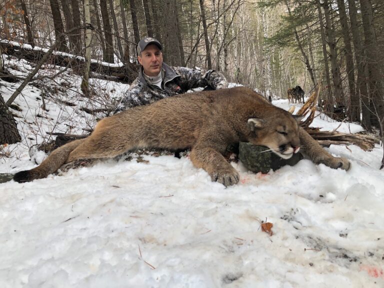 mountain-lion-2018-hunt