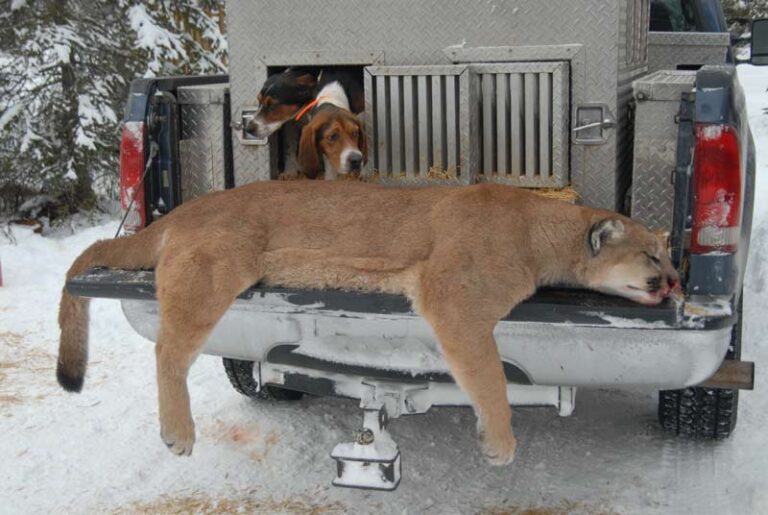 mountain-lion-hunting-at-toa