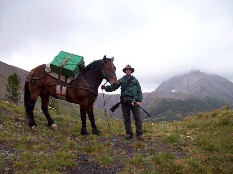 pack-horse-on-top-of-mountain