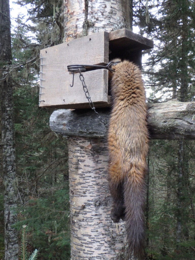 pine-martin-trap