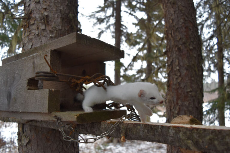 white-martin-in-trap